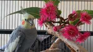 Korell mě naučil nebo se nebojího havrana